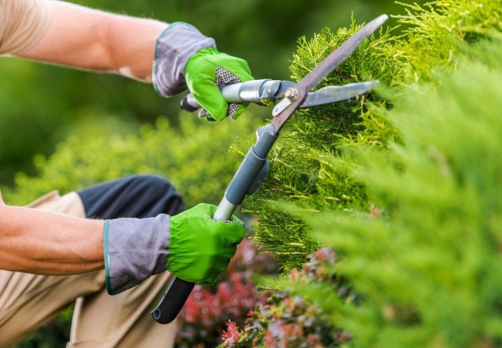 garden-care-and-maintenance-in-Sydney.jpg